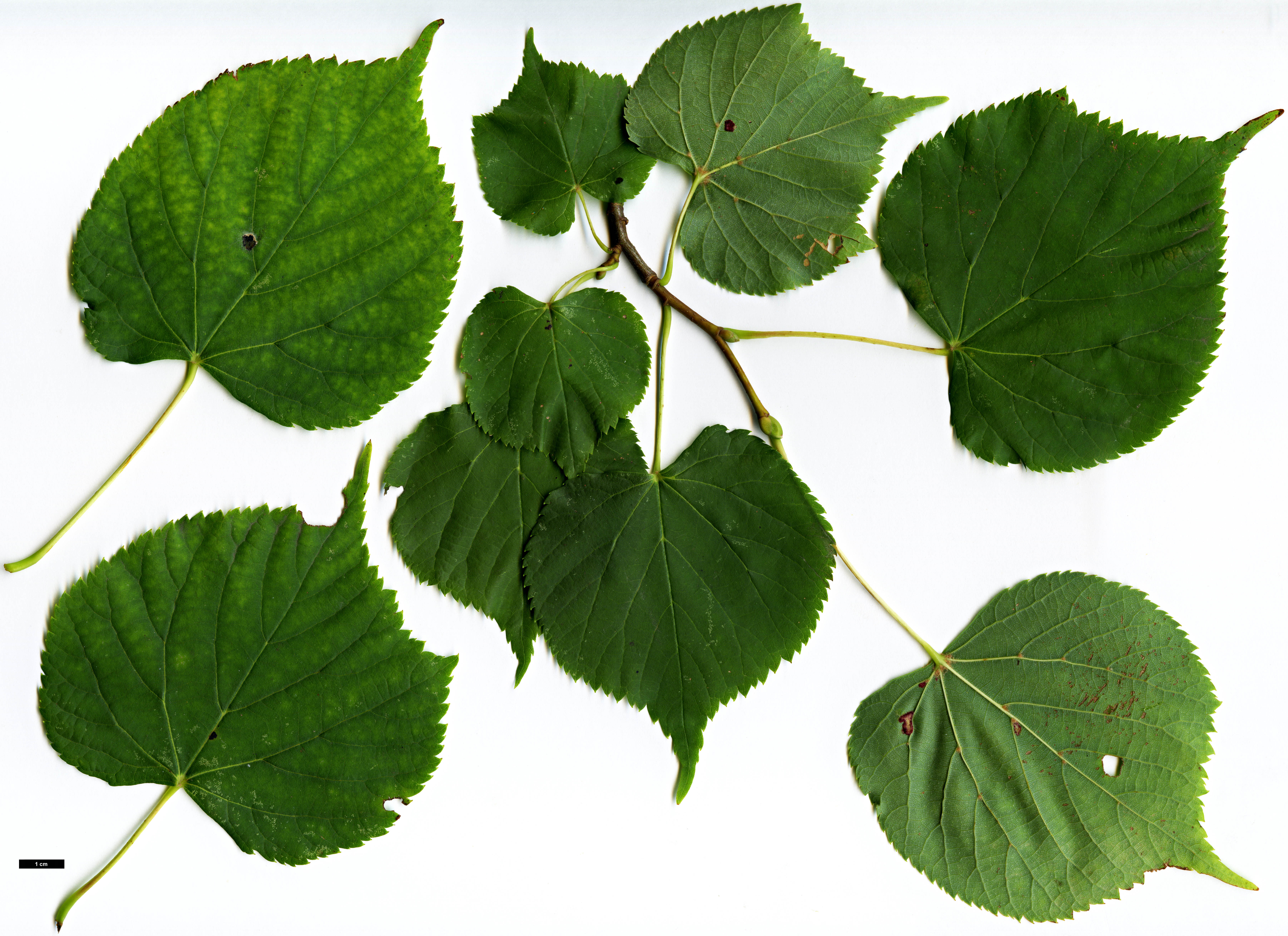 High resolution image: Family: Malvaceae - Genus: Tilia - Taxon: ×europaea - SpeciesSub: 'Wratislaviensis' (T.cordata × T.platyphyllos)